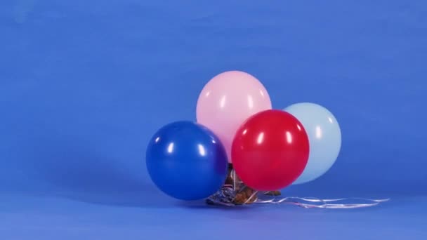 Yorkshire Terrier bawi się żelowymi balonami w studio na niebieskim tle. Zwierzę stoi na tylnych nogach, chwyta wstążki przymocowane do balonów, opuszcza je. Zwolnij trochę. Zamknij się.. — Wideo stockowe