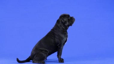 Mavinin üstündeki stüdyoda Cane Corso cinsinden bir köpeğin yan görüntüsü. Gururlu evcil hayvan tam yükseklikte oturur ve önüne bakar. Ağır çekim. Kapat..