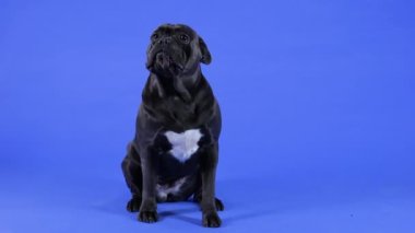 Cane Corso 'nun ön portresi. Stüdyoda mavi arka planda oturuyor. Ağır çekim. Kapat..