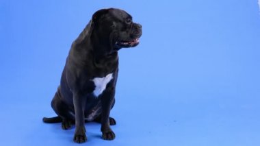 Tebessüm eden Cane Corso, mavi arka planda, stüdyoda büyümekte. Ağır çekim. Kapat..