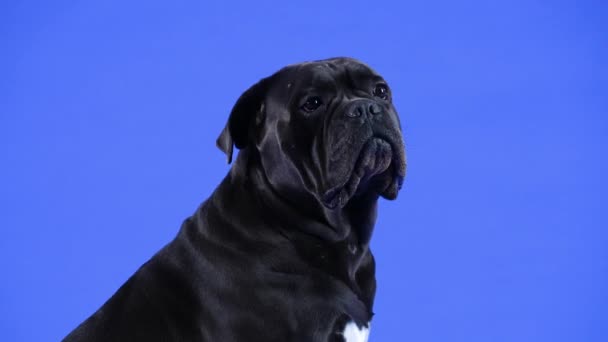 Cane Corso poseert in de studio op een blauwe achtergrond. Het huisdier zit, kijkt om zich heen. Langzame beweging. Sluiten.. — Stockvideo