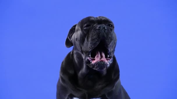 青を背景にスタジオでケイン・コルソの肖像画。ペットは口を大きく開けたまま舐めてあくびをする。スローモーション。閉じろ!. — ストック動画