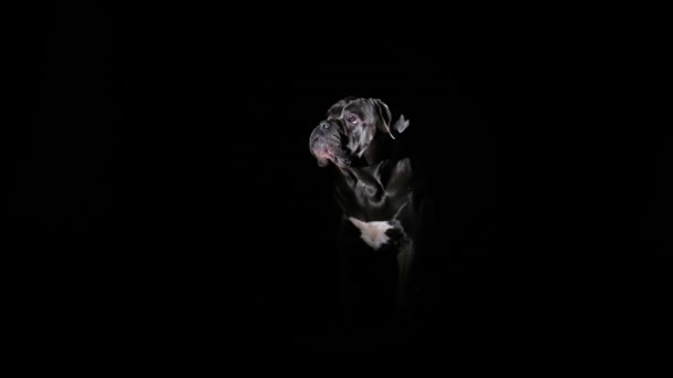 Cane Corso posa en un estudio oscuro sobre un fondo negro. Silueta de una mascota sentada en el centro de atención. Primer plano en cámara lenta. — Vídeos de Stock