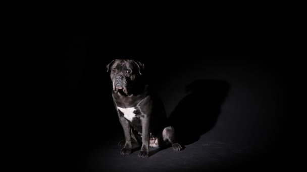 Ο Cane Corso σε ένα σκοτεινό στούντιο σε μαύρο φόντο υπό το φως ενός προβολέα. Το κατοικίδιο ζώο κάθεται σε πλήρη ανάπτυξη σε έναν κύκλο του φωτός. Αργή κίνηση. Κλείσε.. — Αρχείο Βίντεο