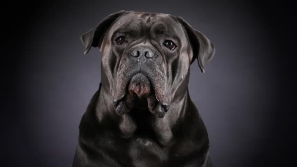 Portret van riet corso in de studio op een zwarte helling achtergrond. Sluiten van een serieuze muilkorf van een hond. Langzame beweging. — Stockvideo