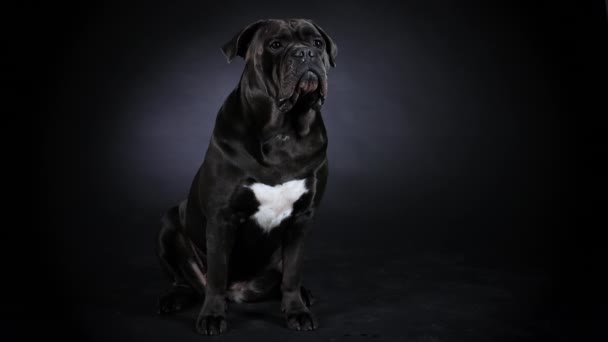 品種の筋肉犬Cane Corsoは黒のグラデーションの背景にスタジオで完全に成長しています。スローモーション。閉じろ!. — ストック動画