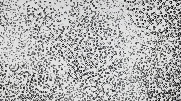 En hel del syrerika bubblor i transparent mineralvatten på en vit bakgrund. Närbild. — Stockvideo
