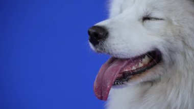Stüdyoda mavi arka planda Samoyed Spitz cinsinden bir köpeğin profil portresi var. Hayvan dilini çıkardı, dudaklarını yaladı ve havladı. Köpeğin ağızlığını kapat. Yavaş çekim.