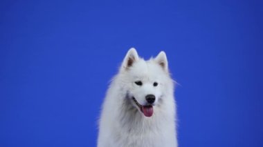 Safkan Samoyed Spitz oturur, dik bakar ve dişleriyle uçan kırmızı bir oyuncak topu yakalar. Evcil hayvan stüdyoda mavi arka planda poz veriyor. Ağır çekim. Kapat..