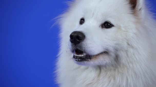 Retrato de un encantador spitz samoyedo lamiéndose los labios en el estudio sobre un fondo azul. El primer plano del hocico de las mascotas. Movimiento lento. — Vídeos de Stock