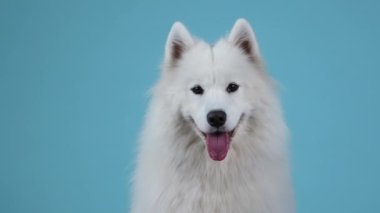 Stüdyoda mavi arka planda oturan Samoyed Spitz 'in portresi. Evcil hayvan Noel hediyelerinin yanında durur, birini takla atar ve kırmızı bir oyuncak top almaya çalışır. Ağır çekim. Kapat..