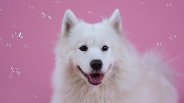 Snövit Samoyed Spitz i studion på en rosa bakgrund, omgiven av flygande såpbubblor. Husdjuret ligger och gäspar med munnen vidöppen. Sakta i backarna. Närbild. — Stockvideo