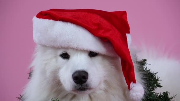 Portrait of a Samoyed Spitz wearing a santa claus hat and tinsel around his neck. The pet is posing in the studio on a pink background. Close up of a dogs muzzle. New Year, Christmas. Slow motion. — Stock Video