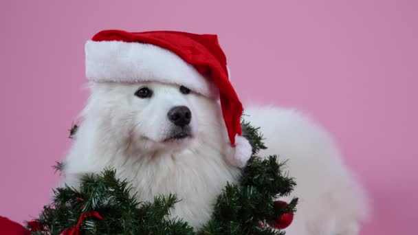 Samoyed Spitz nosi czapkę Świętego Mikołaja, a gałązka sztucznej choinki owinięta jest wokół szyi psa. Zwierzątko pozuje w studio na różowym tle. Zwolnij trochę. Zamknij się.. — Wideo stockowe