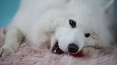 Samoyed Spitz stüdyoda bir kürk battaniyesinin üzerinde yatıyor. Evcil hayvan kırmızı bir lastik topu kemiriyor. Ağır çekim. Kapat..