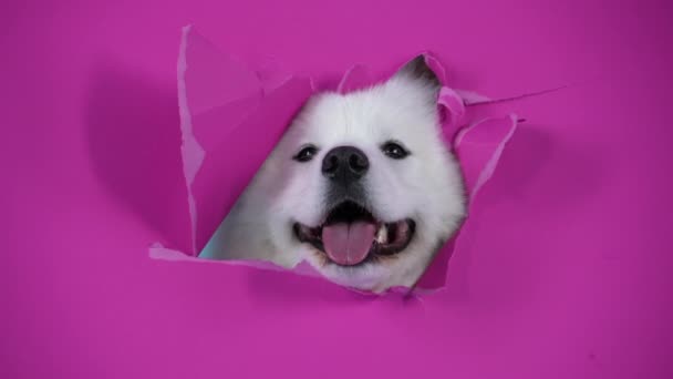 En söt nyfiken Samoyed Spitz tittar genom ett hål i rosa papper, kartong. Sakta i backarna. Närbild. — Stockvideo