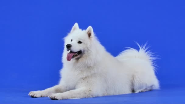 Samoyed Spitz pozează în studio pe fundal albastru. Animalul de companie se află cu limba scoasă afară. Mişcare lentă. Close up . — Videoclip de stoc