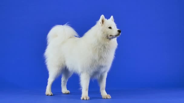 Samoyed Spitzは完全な成長に立ち、おやつをキャッチし、犬の食べ物を食べ、フライでそれを食べる。スタジオには青い背景に訓練されたペットがポーズをとっています。スローモーション。閉じろ!. — ストック動画