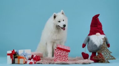 Samoyed, Noel hediyeleriyle çevrili bir battaniyenin üzerinde mavi bir arka planda oturuyor. Evcil hayvan ayağa kalkar, hediye kutularından birini kırmızı lastik bir topla çevirir, onu alır ve gider. Yavaş çekim.
