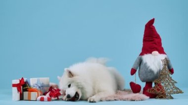 Neşeli bir Samoyed köpeği, Noel hediyelerinin yanında bir kürk battaniyesi ve kırmızı oyuncak bir topu çiğneyen bir tel ağacın üzerinde uzanıyor. Stüdyoda evcil hayvan, mavi arka planda. Yavaş çekim.