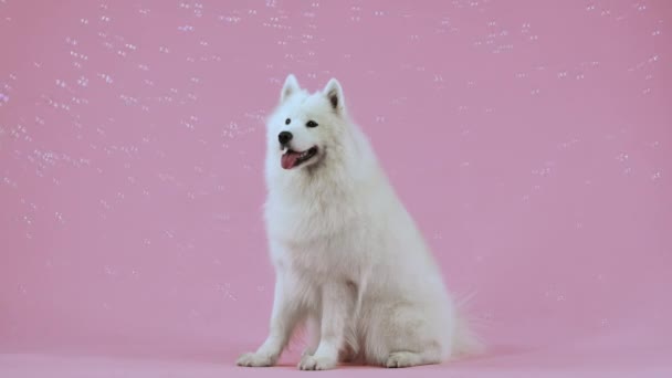 The Samoyed Spitz is sitting in full growth, surrounded by many flying soap bubbles. Portrait of a pet in the studio on a pink background. Slow motion. Close up. — Stock Video