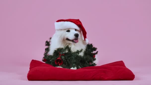 サンタのクラスの帽子をかぶった愛らしいサモイド・スピッツと首の周りのクリスマスの花輪は、赤い枕の上にあります。ピンクの背景のスタジオでペット。クリスマスカード。スローモーション。閉じろ!. — ストック動画