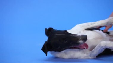 Kadın eli, Smooth Fox Terrier 'ın karnını kaşıyordu. Tatmin olmuş bir evcil hayvan, dili mavi bir arka planda stüdyoda asılı olarak sırt üstü yatar. Ağır çekim. Kapat..