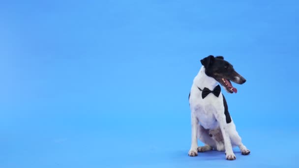 Czarno-biały fox terrier z czarną muszką wokół szyi siedzi, rozgląda się i porusza uszami. Zwierzątko pozuje w studio na niebieskim tle. Zwolnij trochę. Zamknij się.. — Wideo stockowe