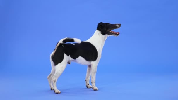 Vista lateral de un zorro terrier suave en el estudio sobre un fondo azul. La mascota se encuentra de cuerpo entero con la boca abierta y menea la cola. En cámara lenta. De cerca.. — Vídeo de stock