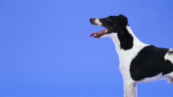 Zijaanzicht van een zwart witte gladde vos terriër in de studio op een blauwe achtergrond. De hond staat met zijn bek open, kwispelt met zijn staart en steekt zijn linkervoorpoot omhoog. Langzame beweging. Sluiten.. — Stockvideo
