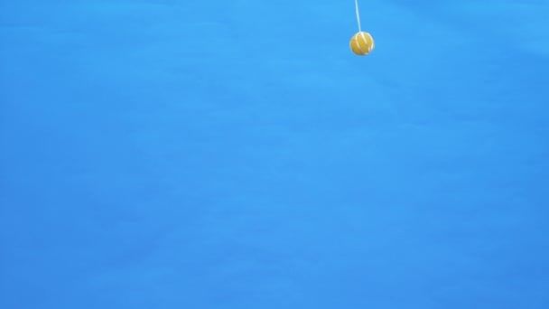 Hravý hladký liščí teriér vyskočí vysoko a snaží se dosáhnout na žlutou gumovou kouli, která nad ním visí, štěká. Domácí mazlíček ve studiu na modrém pozadí. Zpomal. Zavřít. — Stock video