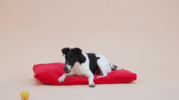 Un zorro terrier suave yace sobre una almohada roja, juega con una bola de goma amarilla, roe en ella. La mascota se está divirtiendo en el estudio sobre un fondo marrón claro. En cámara lenta. De cerca.. — Vídeo de stock