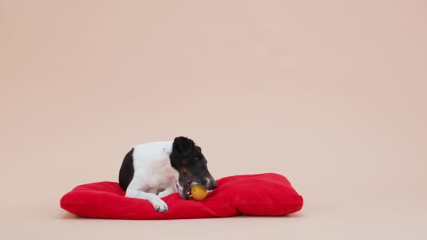 Front view of a smooth fox terrier in the studio on a light brown background. The pet lies on a red pillow and gnaws at its toy yellow rubber ball. Slow motion.
