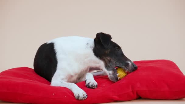 Un fox terrier liscio in studio su uno sfondo marrone chiaro. L'animale si trova su un cuscino rosso e rode la sua palla di gomma gialla giocattolo. Al rallentatore. Da vicino.. — Video Stock