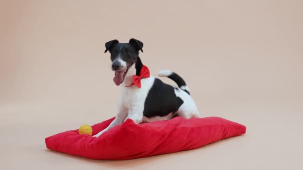En slät räv terrier i en röd fluga ligger på en röd kudde i studion på en ljusbrun bakgrund. Husdjuret leker med en gul leksak gummiboll, gripa tag i den med tänderna. Sakta i backarna. Närbild. — Stockvideo