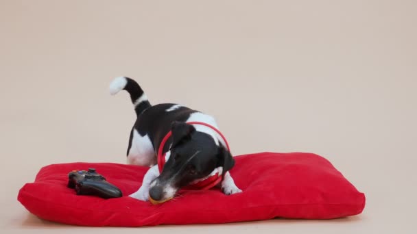 A smooth fox terrier with red headphones around his neck gnaws at a yellow rubber ball next to the wireless controller. The pet lies on a red pillow on a light brown background. Slow motion. Close up. — Stock Video