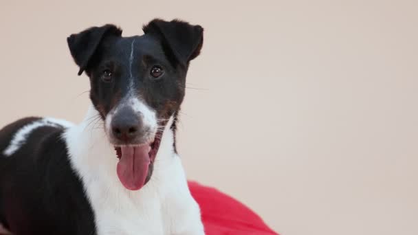 Retrato de uma raça de cão Terrier de Raposa lisa no estúdio em um contexto marrom-claro. O animal de estimação está em um travesseiro vermelho com a língua para fora. Feche de um focinho de cães. Movimento lento. — Vídeo de Stock