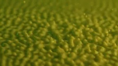 Makro çekim, titreşen küresel sarı süt damlaları. Güçlü titreşimler damlacıkları yukarı doğru kaldırır. Titreşen süt yüzeyinde yoğun sıçrama ve düşüş hareketleri. Ağır çekim. Kapat..