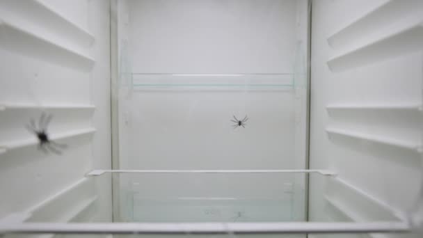 Mulher abre porta da geladeira e vê dentro teia de aranha com aranhas em vez de comida e, assustado, fecha. Vista interior de um frigorífico vazio e horrível. Fecha. Movimento lento pronto 59.94fps. — Vídeo de Stock