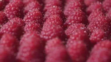 Dönüşümlü ahududuları çiğ damlalarıyla kapatın. Taze, sulu ahududu arkaplan, olgun vitamin meyveleri. Makro kırmızı ahududu meyvesi. Gıda geçmişi olarak taze ahududu. Sağlıklı yiyecekler, organik yiyecekler.