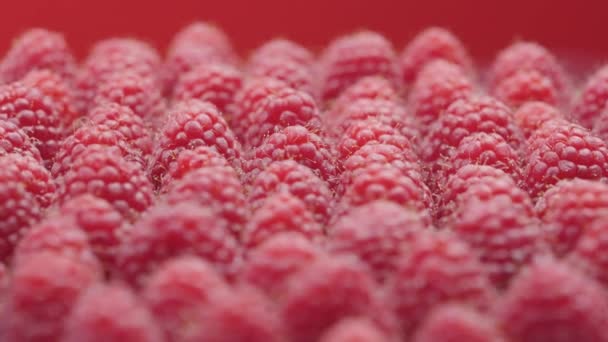 Fermer rotation framboises sur fond rouge. Framboise fraîche et juteuse, fruits vitaminés mûrs. Fruit aux framboises macro cramoisi. Framboises fraîches comme fond alimentaire. Aliments sains, aliments biologiques — Video