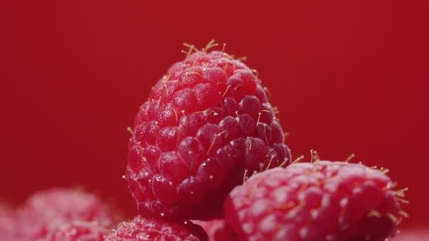 Penembakan makro adalah raspberry basah dengan tetes embun. Rotasi raspberry pada latar belakang merah. raspberry organik segar dan juicy menutup. Makanan bio sehat.. — Stok Video
