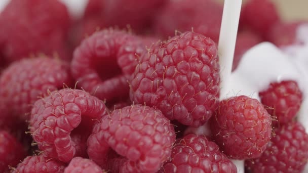 Verser des framboises fraîches juteuses dans de la crème ou du yaourt. Baies rouges douces recouvertes d'un liquide laiteux blanc. Vitamine dessert sain. Beau fond de nourriture appétissante. Ferme là. Mouvement lent. — Video