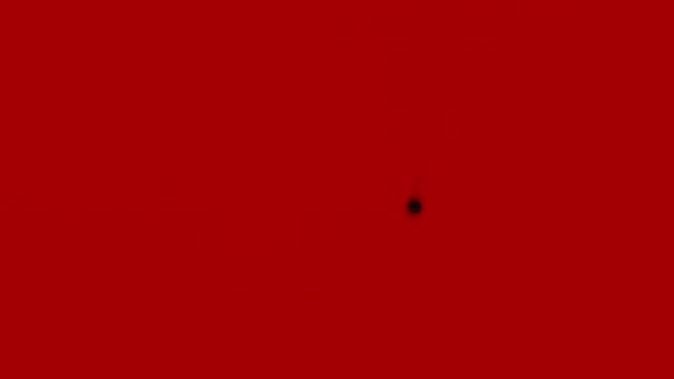 Druppelen verspreidt zwarte verf met spetterende druppels op rode achtergrond close-up. Een abstracte creatieve achtergrond. Zwarte geïsoleerde druppels druipend van spray naar oppervlak in slow motion. — Stockvideo