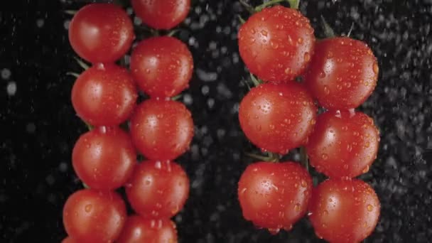 Röda mogna tomater kluster i super slow motion vattning av droppar. Ett gäng våta tomater beströdda med vatten. Svart bakgrund i mjuk studiobelysning. Bilder på färska tomatkörsbär. Närbild. — Stockvideo