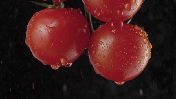 閉じると、液滴で散水する際に枝に赤い熟したトマトを詳述します。柔らかいスタジオ照明の黒の背景。野菜のマクロショットを滴や水のスプラッシュ。スローモーション. — ストック動画