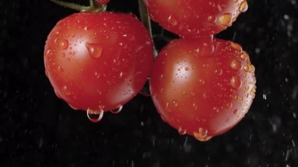 Tutup, detail tomat matang merah pada cabang dalam mengairi tetesan. Latar belakang hitam dalam pencahayaan studio lembut. Potret makro sayuran dalam tetes dan percikan air. Gerakan lambat. — Stok Video