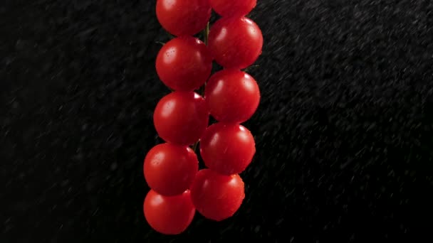 Red ripe tomatoes cluster in super slow motion watering by droplets. Bunch of wet tomatoes sprinkled with water. Black background in soft studio lighting. Footage of fresh tomatoes cherry. Close up. — Stock Video