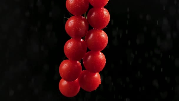 Tomates maduros vermelhos agrupam-se em movimento super lento regando por gotículas. Um monte de tomates molhados polvilhados com água. Fundo preto em iluminação estúdio macio. Filmagem de tomate fresco cereja. Fechar. — Vídeo de Stock