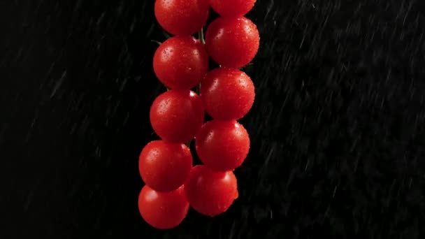 液滴による超スローモーション散水で赤い熟したトマトクラスター。湿ったトマトの束に水を振りかけた。柔らかいスタジオ照明の黒の背景。新鮮なトマトチェリーの映像。閉じろ!. — ストック動画